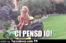gif animata