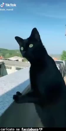 gif animata
