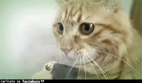 gif animata