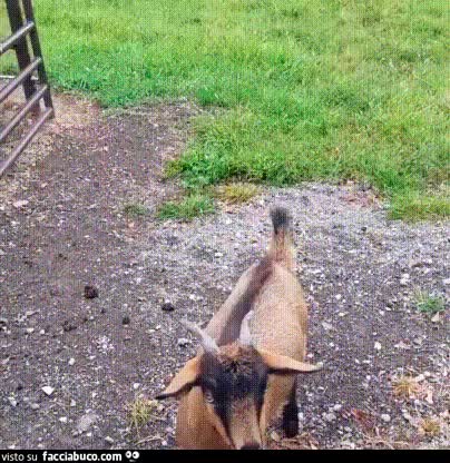 gif animata