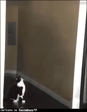 gif animata