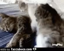 gif animata