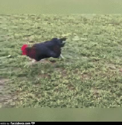 gif animata