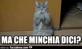 gif animata